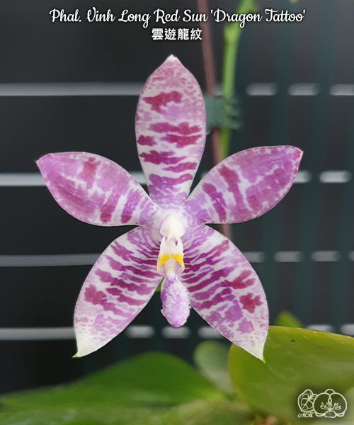 寒蘭-26147-4HD　586　紅無点系×紅鷲　苗　交配種 美琪園藝Miki Orchid - 品種詳細頁
